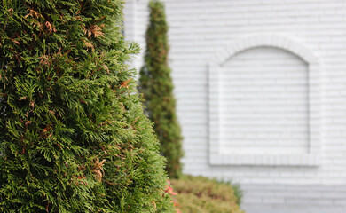 Thuja Trees in front of Blurred Background of Brick Wall with Arch Shaped Frame for Text or Titles at a Side of the Image
