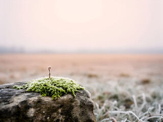 Macro Frosted Moss with Tiny Sprout — Pastel Pink Sky, Minimal Blog/Social Header (Hope & Renewal, Winter-to-Spring)
