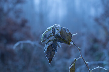 Close Up of a Frost-Covered Leaf during Winter.