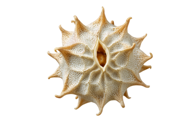 Dried botanical seed pod with textured radial structure isolated on a transparent background