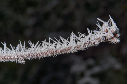 Macrophotography of a dry plant strewn with sharp frost crystals. The detailed winter texture and soft dark background blur create the atmosphere of a frosty morning.