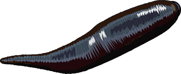 Leech isolated on white background