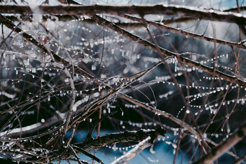Dreamy winter background closeup with ice glimmers on tree branches in woods.