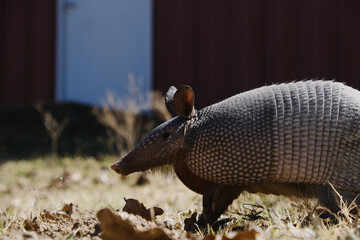 Nine-banded armadillo closeup in Texas winter field.