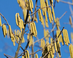 In the spring, hazel (Corylus avellana) blooms in the forest