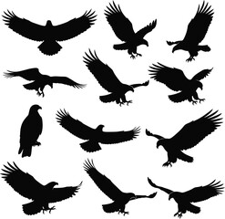 Eagle silhouettes collection diverse poses of birds in flight