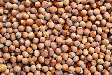 Harvest of ripe hazel fruits