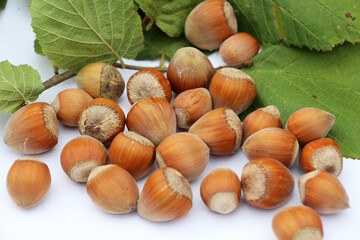 Harvest of ripe hazel fruits