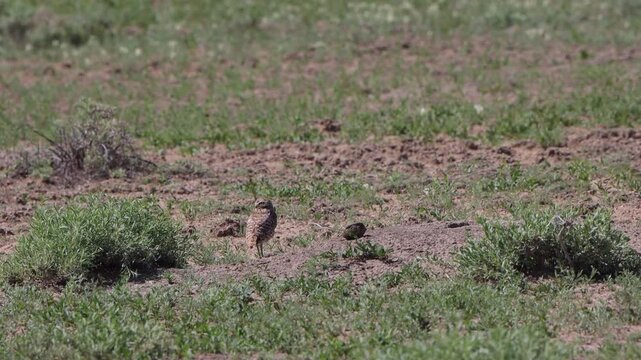 Burrowing Owl on the prairie at Maxwell National Wildlife Refuge in New Mexico, Part 3 of 6 in sequence