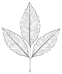 Elegant hand-drawn botanical illustration of a compound leaf with three detailed leaflets