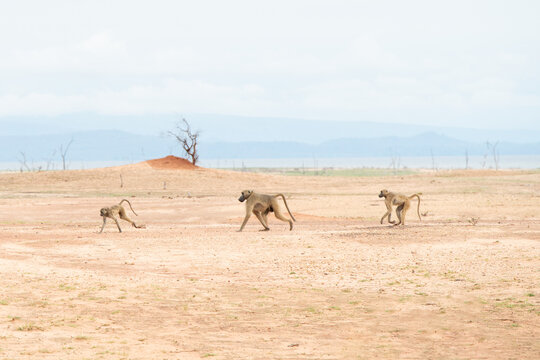 Baboons on the move - Powered by Adobe
