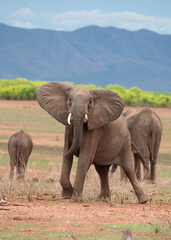 Fototapeta premium Curious Elephant