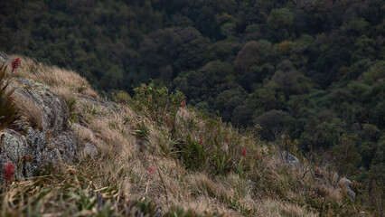 Red flowers of Aechmea distichantha, spiny bromeliad , known as the Brazilian vaseplant, Mantiqueira Mountains Landscape