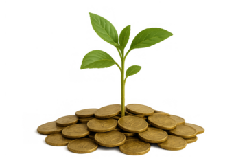 Young plant growing from a pile of golden coins on transparent background, symbolizing financial growth and successful investment