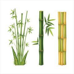 Fototapeta premium Illustration of various green bamboo plants and sturdy stalks Vector