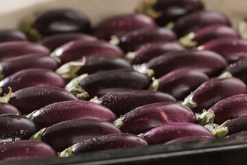 A collection of petite, dark-purple eggplant, adorned with glistening water droplets, rests neatly in a baking pan, poised for cooking in the radiant morning light