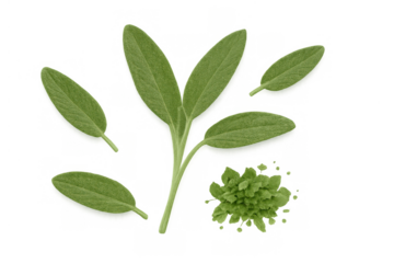 Fresh green sage leaves and finely chopped herb for cooking and seasoning on transparent background