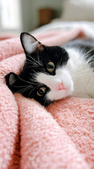 Black and White Cat on a Pink Blanket