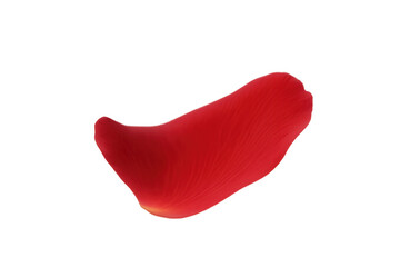 Fototapeta premium Single red rose petal falling, symbolizing romance, love, and passion, on a transparent background for easy use