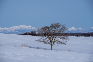 A solitary tree overlooking the snowy mountains