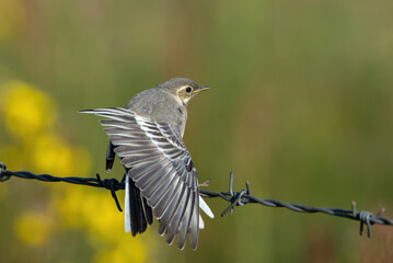 White Wagtail bird
