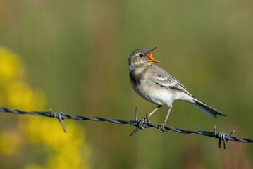 White Wagtail bird