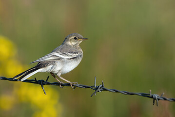 Obraz premium White Wagtail bird