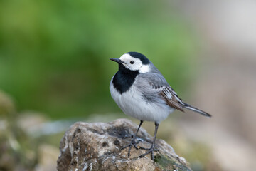 White Wagtail bird