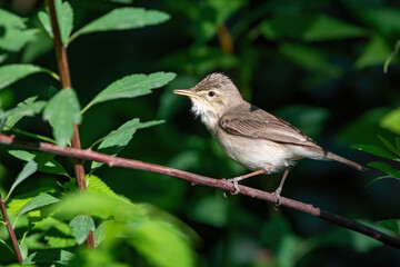 Fototapeta premium Olivaceous Warbler is on a branch