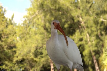 white ibis in the grass