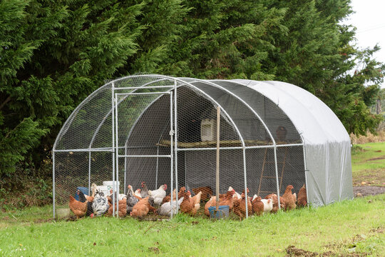 Gallinero port&aacute;til sobre terreno de  hierba que se puede trasladar a medida que las gallinas necesitan pasto fresco, insectos o semillas.