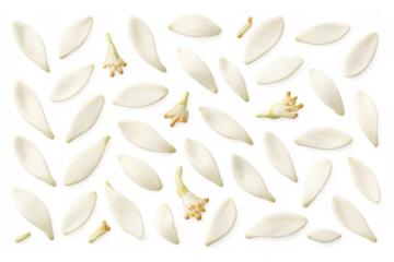 White flower petals and stamens falling, creating a seamless floral pattern on transparent background