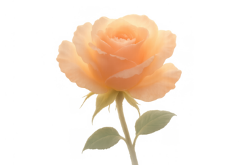Orange peach rose flowering with delicate petals and green stem isolated on transparent background