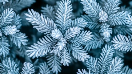 Frozen Evergreen Branches Covered with Shimmering Ice Crystals During the Cold Winter Season