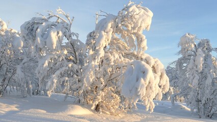  Winter landscape with snow and frost covered trees and bushes on a sunny frosty day.