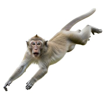 Dynamic moment of an agile monkey leaping through the air, captured in mid-motion with an expressive face, isolated on a clean white background