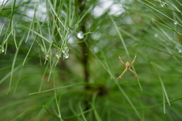Small spider on a web against the backdrop of wet pine tree leaves with raindrops                               