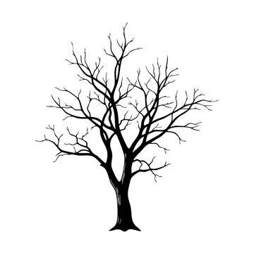 bare winter tree silhouette