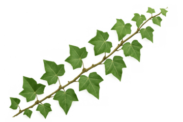 Ivy vine sprig with green leaves showing natural growth pattern on a transparent background