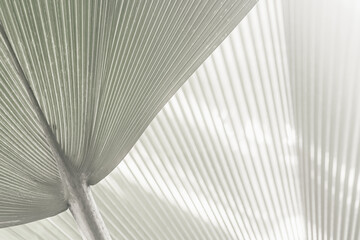 Obraz premium A close-up black-and-white image of pale palm leaves radiating from a central point creates a calm, minimalist composition. Demonstrating trendy white color of 2026 year - cloud dancer