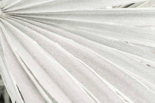 A close-up black-and-white image of pale palm leaves radiating from a central point creates a calm, minimalist composition. Demonstrating trendy white color of 2026 year - cloud dancer