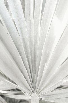 A close-up black-and-white image of pale palm leaves radiating from a central point creates a calm, minimalist composition. Demonstrating trendy white color of 2026 year - cloud dancer