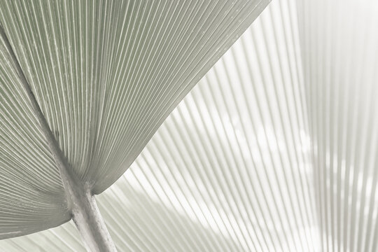 A close-up black-and-white image of pale palm leaves radiating from a central point creates a calm, minimalist composition. Demonstrating trendy white color of 2026 year - cloud dancer