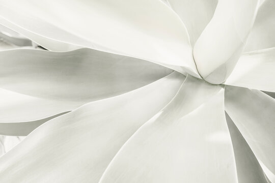 Soft Pale Agave Leaves Close-Up. Demonstrating trendy white color of 2026 year - cloud dancer