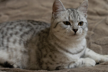 Portrait of a British Shorthair tabby cat lying on a blanket