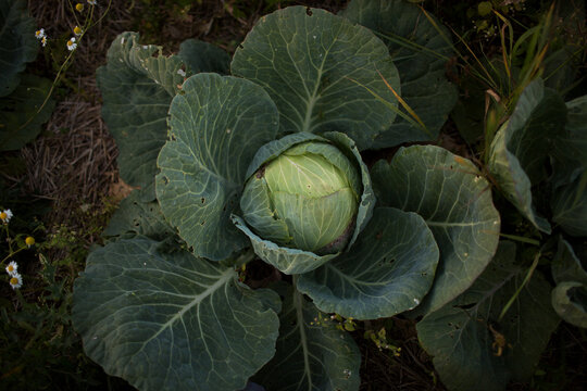 Top View of Fresh Green Cabbage Growing in a Vegetable Garden