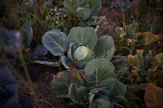 Fresh Green Cabbage Plant Growing Organically in a Lush Garden