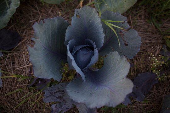 blue cabbage growing in a garden 