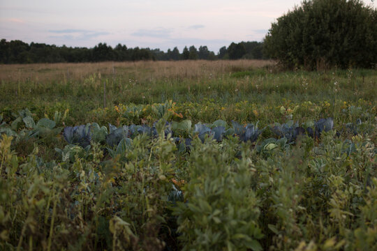 Rural organic vegetable garden at dusk with green crops and distant forest landscape