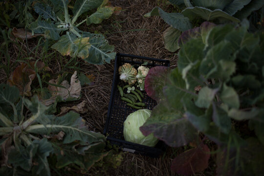 Organic Vegetable Harvest: Cabbage, Cauliflower, and Green Beans in a Crate